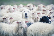 A Shepherd Dog Popping His Head Up From A Sheep Flock. Disguise, Uniqueness And/or Lost In The Crowd Concept