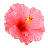 Fototapeta  - Pink Hibiscus