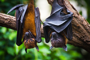 Black flying-foxes Pteropus alecto hanging in tree