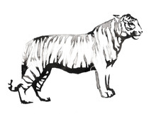 Black And White Painting With Water And Ink Draw Tiger Illustration