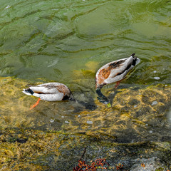 Two diving ducks