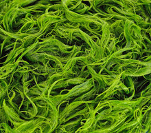 Freshwater Algae (Spirogyra Sp.) Ready Is Used To Make Food