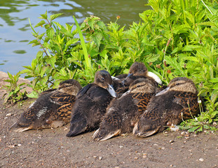 Wall Mural - Ducklings