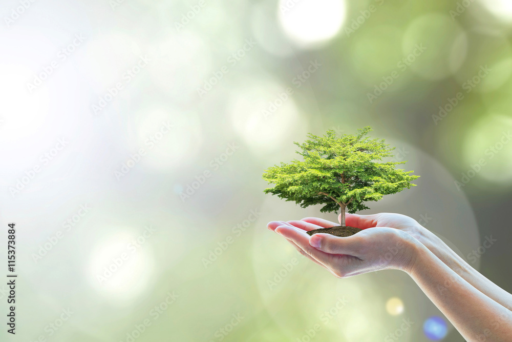 Ecology, eco-friendly growing tree plant on volunteer's hand natural background for go green, Arbor day, reforestation sustainable bio forest saving environment ecosystems conservation csr concept - obrazy, fototapety, plakaty 