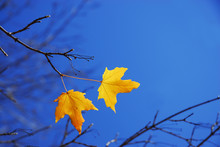 Autumn Yellow Maple Leaves On The Tree Against Blue Sky