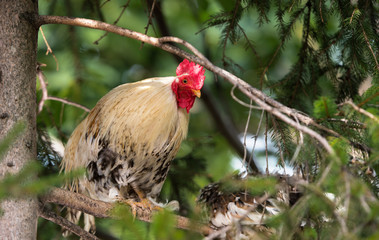 Sticker - Rooster and chickens