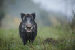 Male boar on a misty morning