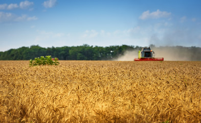 Aufkleber - Harvester combine harvesting wheat on sunny summer day.