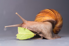 Close Up Of A Snail
