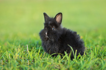 Little black rabbit sitting on the lawn in summer