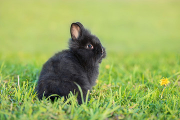 Wall Mural - Little black rabbit sitting on the lawn in summer