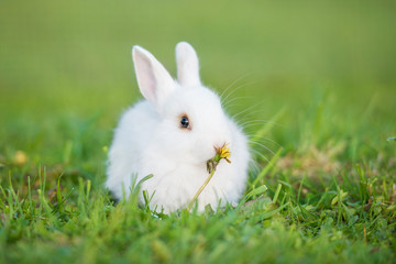 Little rabbit eating a dandelion flower
