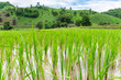 Rice seedlings were grown in the farmland