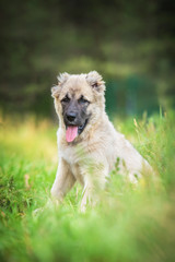 Wall Mural - Central asian shepherd puppy in summer