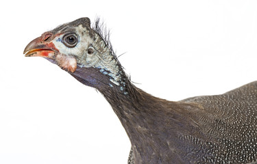 guinea fowl - numida meleagris f. domestica