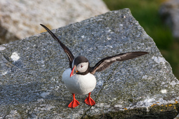 Wall Mural - Puffin stretching on their wings