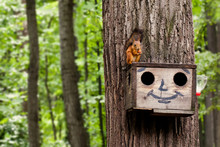 Red Squirrel Eating Nuts On Birdhouse. Wooden House With Drawn Comical Funny Face. Summer Forest Landscape