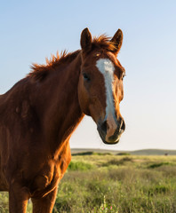 Wall Mural - portrait horse