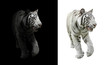 white bengal tiger in dark and white background
