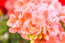Pink Geranium Flowers With Delicate Petals Clustered Together. 