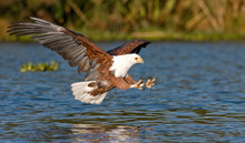 Fish Eagle Flying Low Over The Water Of Lake Naivasha And Claws Stretched Out With Claws For A Moment Before The Attack On The Fish, Kenya