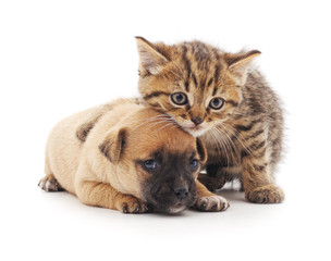 Puppy and kitten.