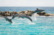 Jumping dolphins in Curacao