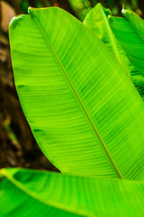 Wall Mural - Banana leaf background in nature