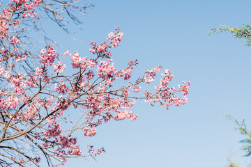 Wall Mural - Cherry Blossum Flowers at Chiangmai Province