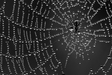 Spin In Zijn Web Vol Dauwdruppels. Een Spinnetje Van Amper 2mm Groot. Een Uitvoering In Zwart Wit.
