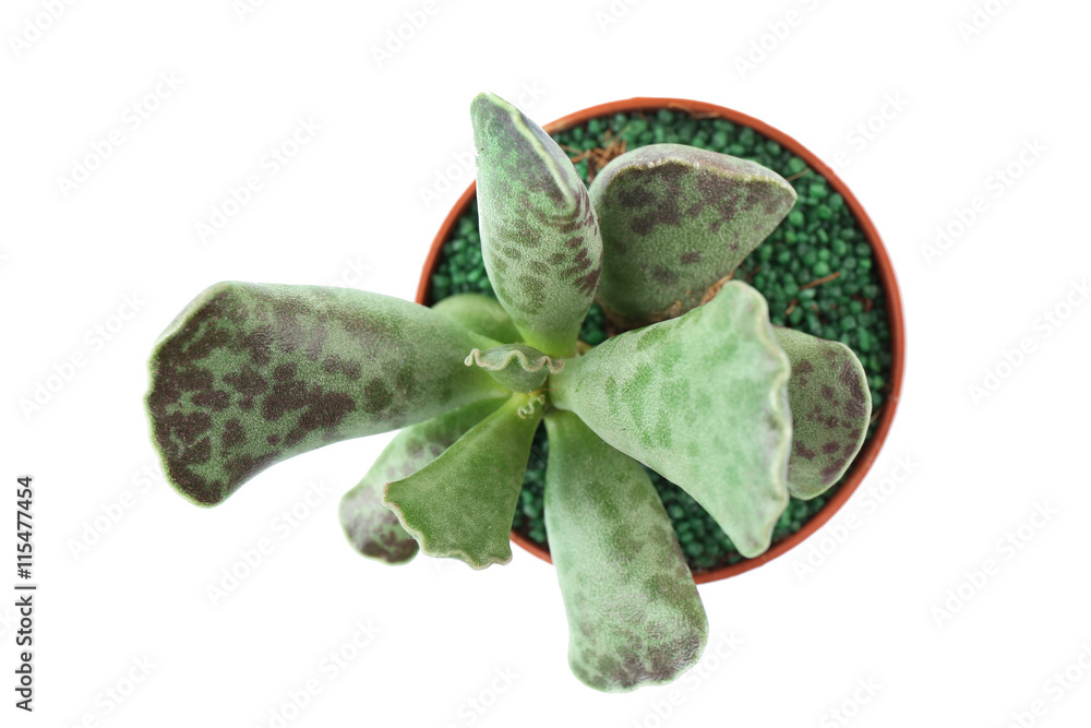 Home plant in flowerpot on white background