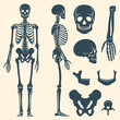 © MicroOne - Human bones skeleton silhouette vector. Set of bones, illustration spine and skull bones