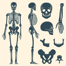Human Bones Skeleton Silhouette Vector. Set Of Bones, Illustration Spine And Skull Bones