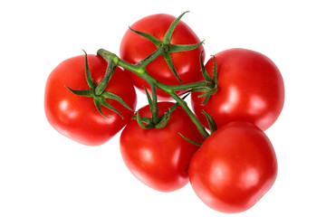 bright colorful tomatoes on the gnarled branches. isolated on white background without shadows.