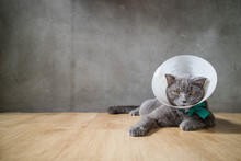 Sick Cat With Funnel Cone Collar Prevent Him Scratch His Ear