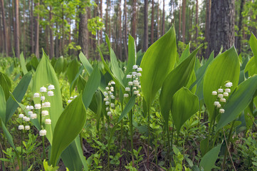 Aufkleber - Blooming lilies of the valley in  sunny pine forest