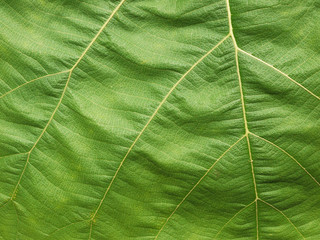 green leaf texture ( teak leaf )