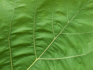 green leaf texture ( teak leaf )