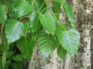 Bodhi or pho leaves and tree