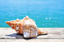 Conch On A Wooden Pier