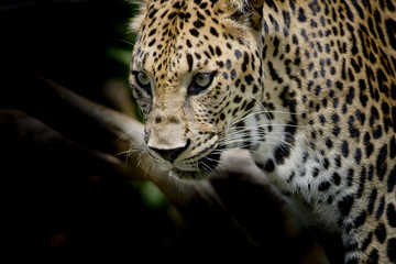 Fototapete - Leopard portrait