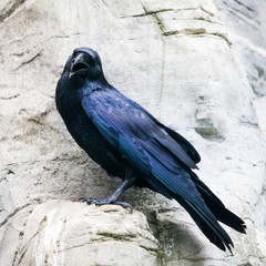 black raven