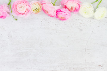 Wall Mural - Pink and white ranunculus flowers on aged white wooden background with copy space