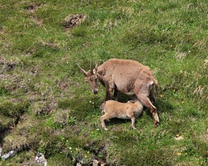 Wall Mural - Female alpine ibex with suckling baby