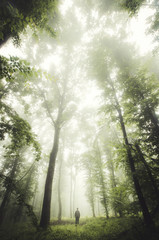 Wall Mural - man in green forest in summer