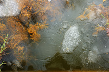 Ice Crust Over The Water Surface With Weeds