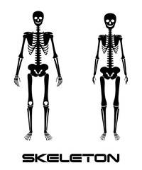 Male and female skeleton - vector silhouettes