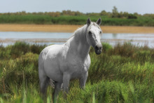 Beautiful White Or Light Gray Stallion At The Lagoon Of Camargue Reserve, Bouches-du-rhone Region, South France