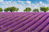 Fototapeta Lawenda - Rows of lavender, green trees and blue sky with clouds, in the lavender fields of the French Provence near Valensole