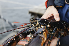 Sweden, Bohuslan, Orust, Mid Adult Man Holding Lobster